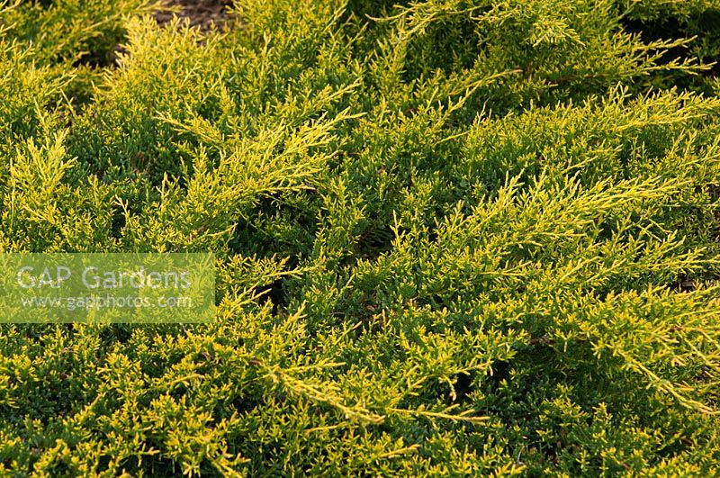 Juniperus x pfitzeriana 'Goldkissen' - Juniper 