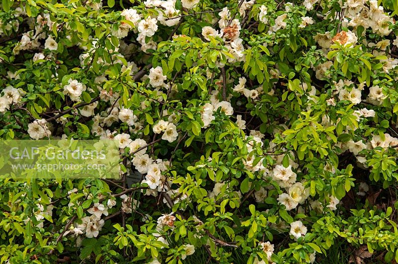 Chaenomeles speciosa 'Yukigoten' - Flowering quince