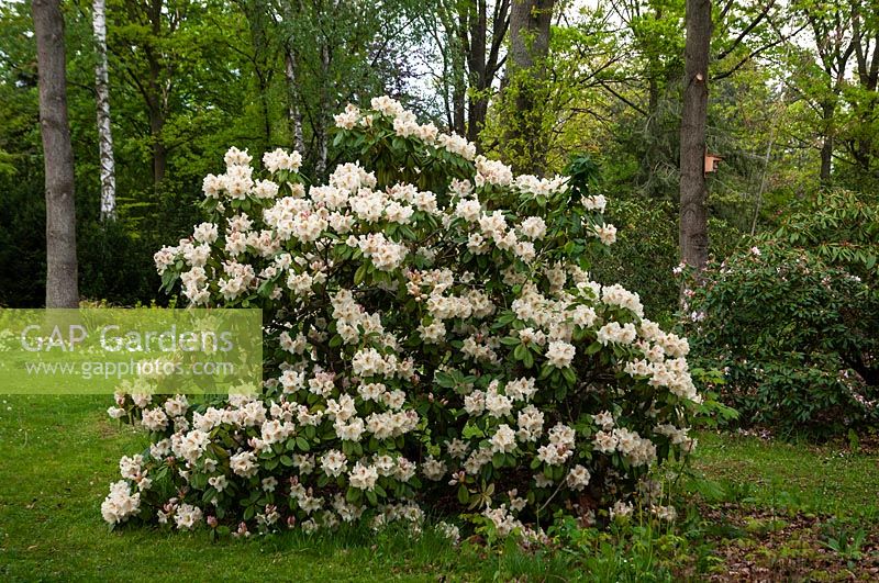 Rhododendron 'Maharani' in woodland garden. 