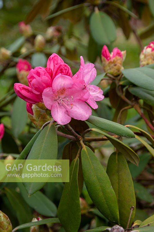 Rhododendron yakushimanum. hybrid 'Emden'