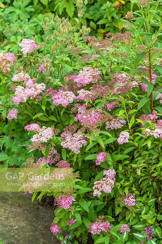 Spiraea Japonica An Stock Photo By Howard Rice Image
