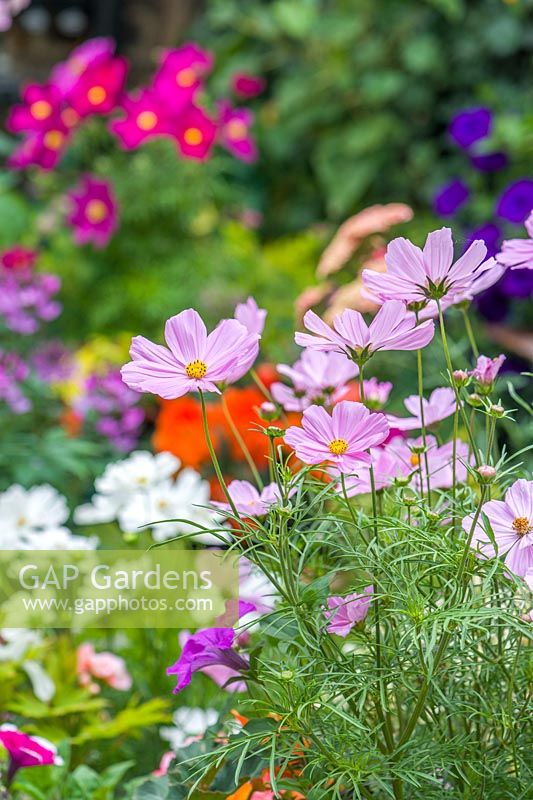 Cosmos with flowering petunias and pelargoniums in the background. 