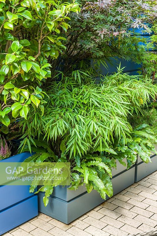 Paved town garden with large colourful containers for a wide range of plants including Cercidiphyllum japonicum, birches, japanese maples, bamboos and ferns.