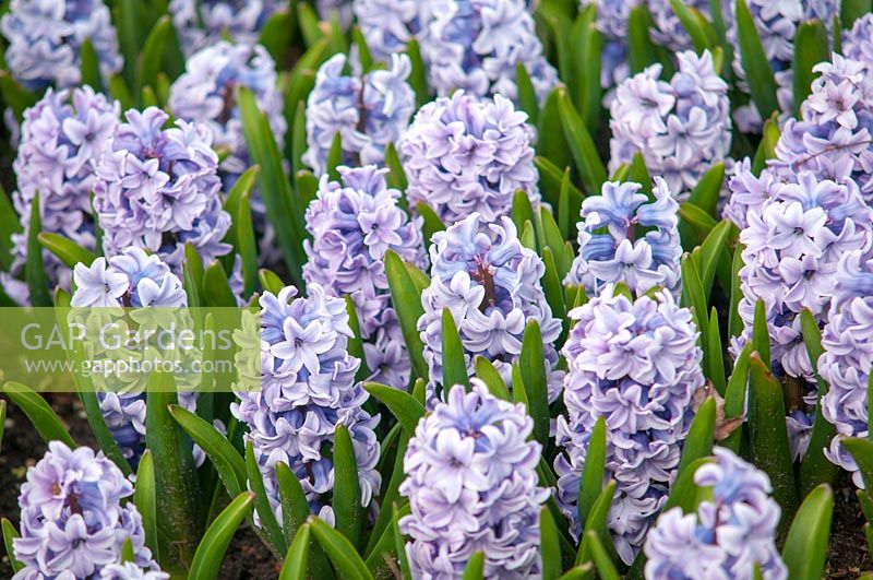 Hyacinthus orientalis 'Silverstone' - Hyacinth 'Silverstone'