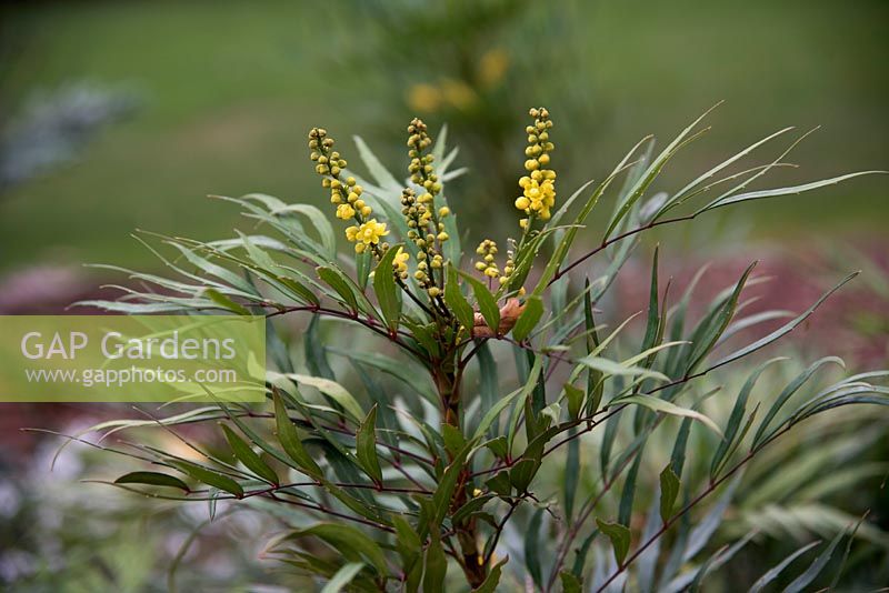 Mahonia eurybracteata 'Sweet Winter' - Oregon grape 