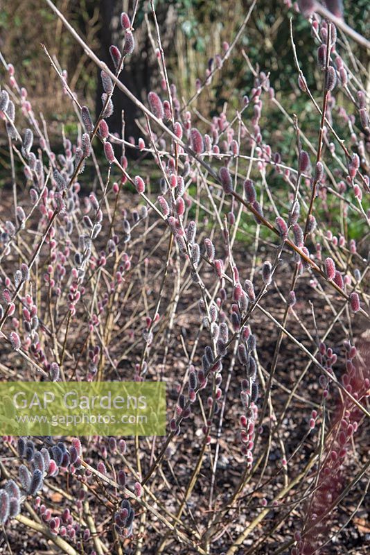 Salix gracilistyla 'Mount Aso' 
