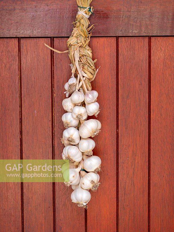 Home grown Garlic plaited into a string. 