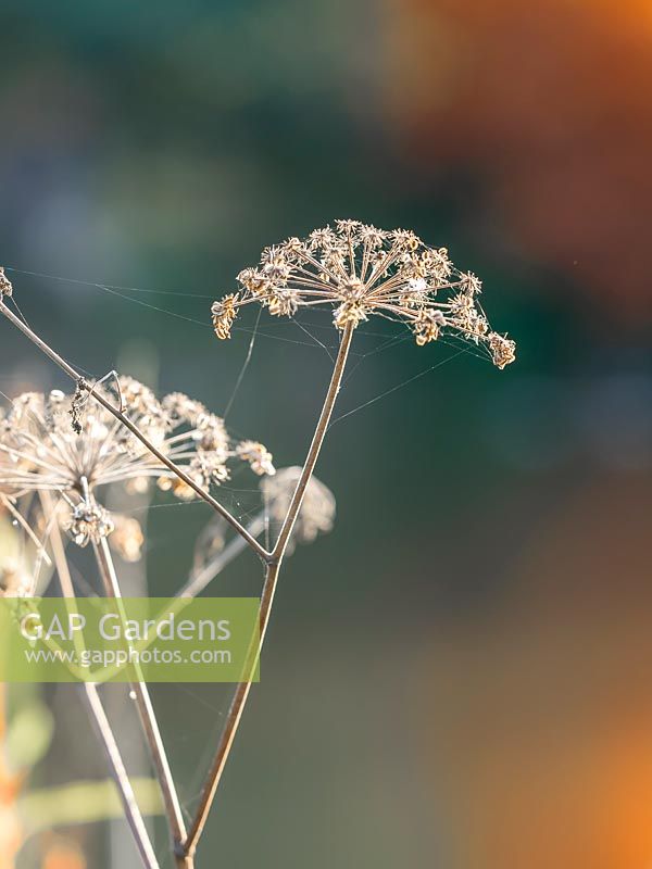 Cobwebs caught on seedhead in the autumn sunshine. 