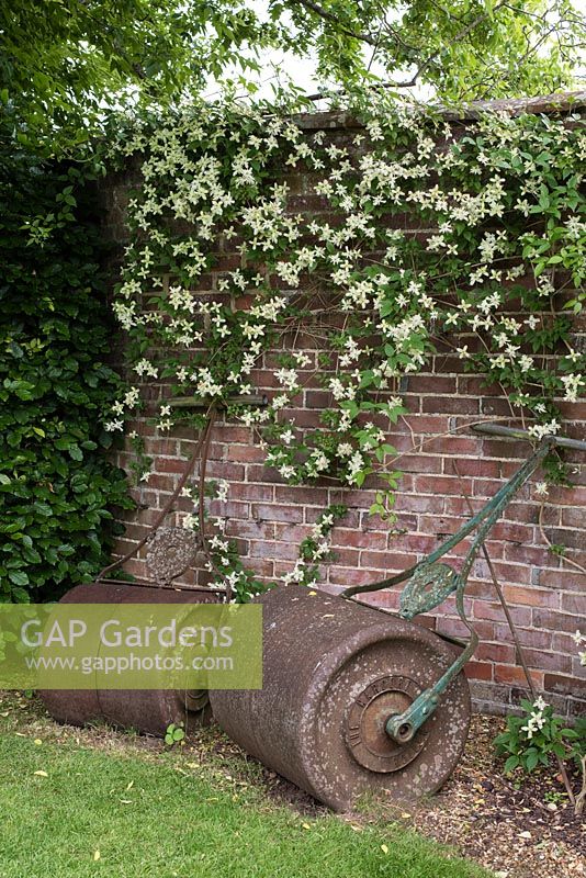 Antique Harcort lawn tennis rollers rest against the wall under Clematis montana 'Marjorie'