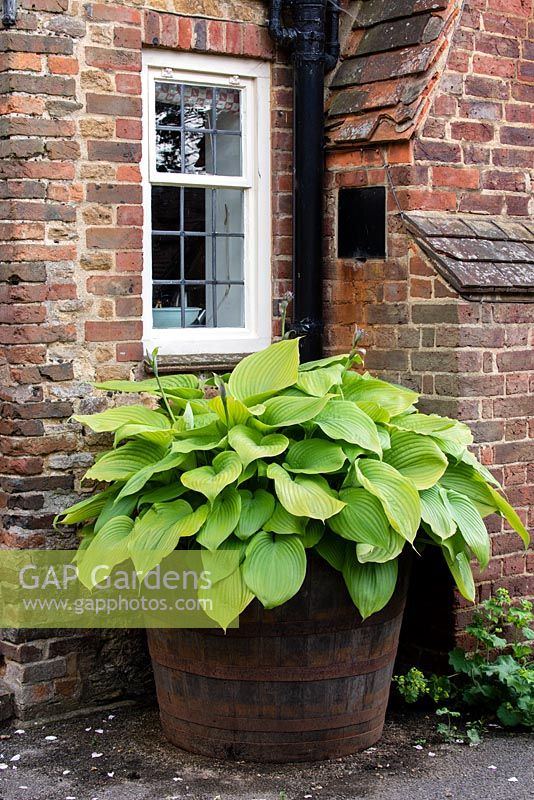 Hosta 'Sum and Substance' in a half wooden barrel in the kitchen courtyard