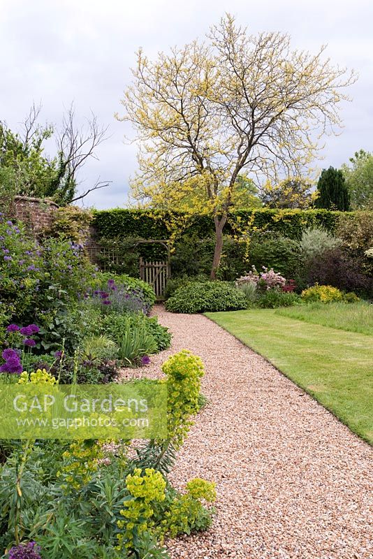 A gravel pathway separates a mixed border planted with euphorbia and allium and lawn with a herbaceous border containing a Glediitsia tree