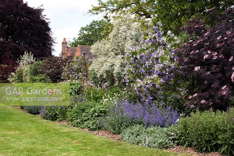 A mixed herbaceous border with eleagnus, abuliton and sambuccus and nepeta