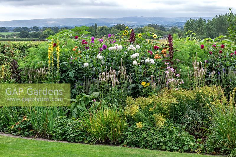 Border planted with dahlias and herbaceous perennials including lythrum, helianthus, verbascum and phlox, with glimpses of Blackmore Vale beyond. 