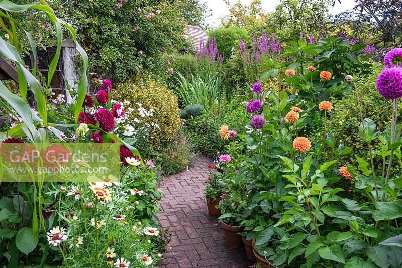 A herringbone pattern brick path leads between pots of Chrysanthemum tricolor, dahlias, shasta daisies, cosmos, and sanguisorba, towards border with clumps of tall purple loosestrife.