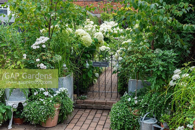 Pots of roses with bacopa and silver birches flank gate, leading into a white themed garden planted with white Hydrangea arborescens 'Annabelle', shasta daisies and Fuchsia 'Hawkshead'.
