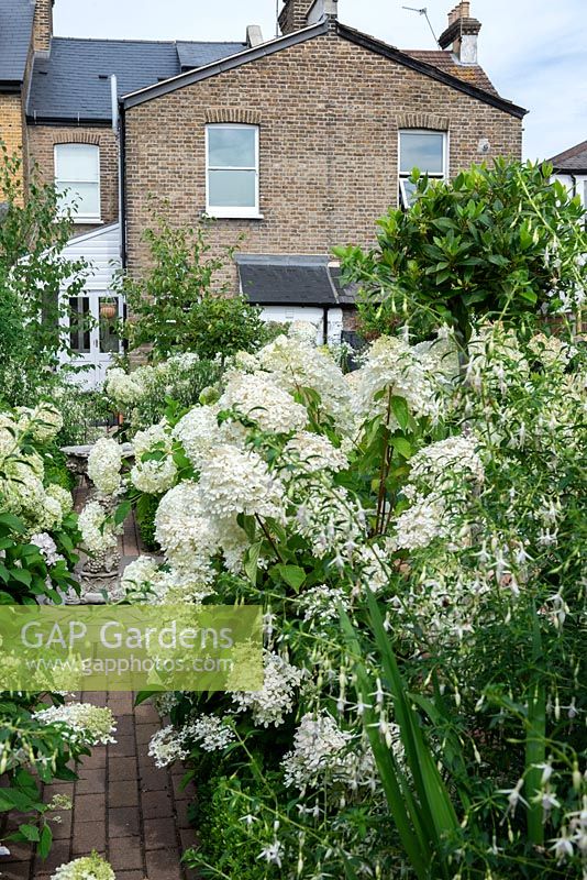 View up garden through white hydrangeas 'Annabelle' and 'Hawkshead' hardy fuchsias, towards Victorian terraced house.
