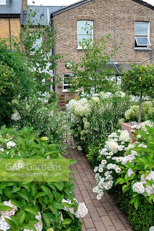 View up garden through white hydrangeas 'Annabelle',  shasta daisies and 'Hawkshead' hardy fuchsias, towards Victorian terraced house.