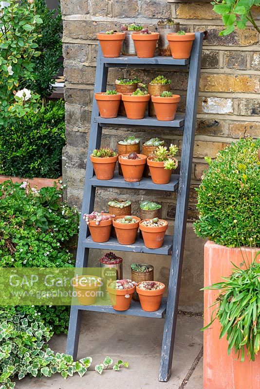 An old wooden ladder holds terracotta pots and tin cans planted with succulents.