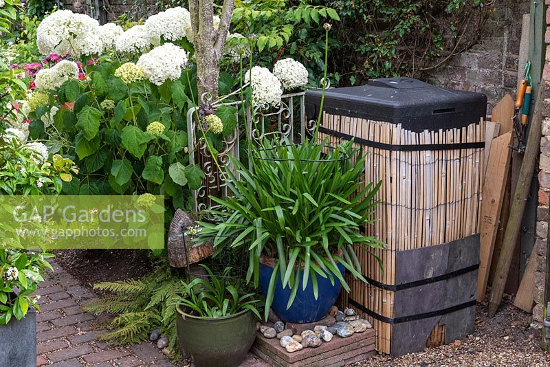 A compost bin is cleverly disguised with cane cladding. To left, pot of agapanthus and clump of Hydrangea arborescens 'Annabelle'.