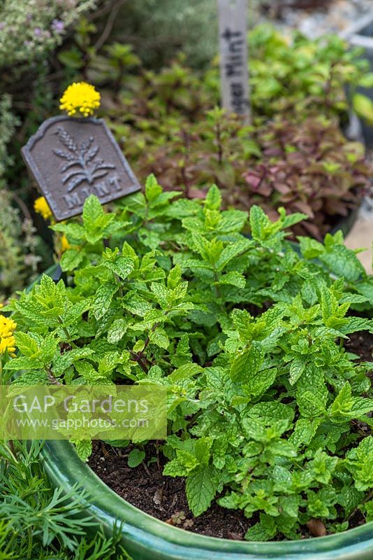 Garden mint grown in a pot. It is very invasive and this prevents it spreading.