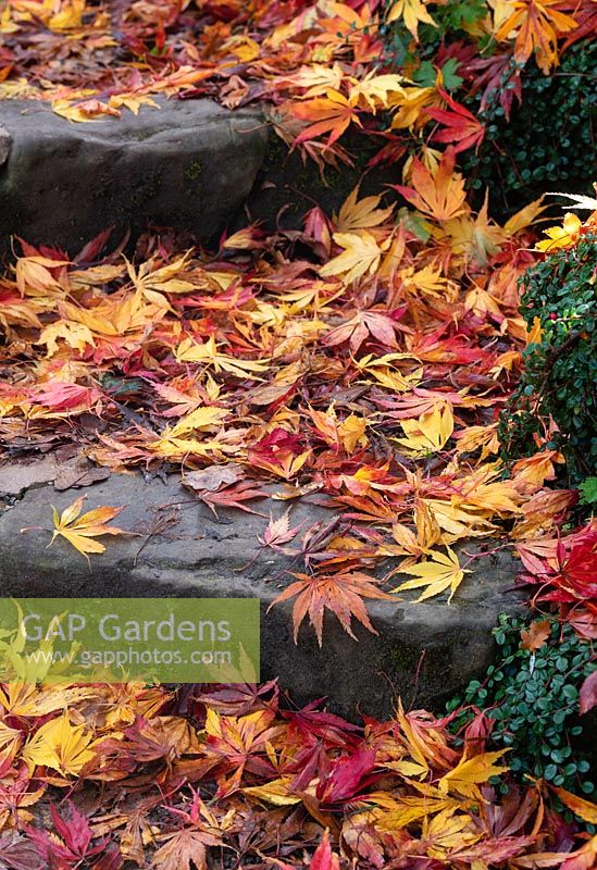 Acer palmatum 'Elegans' -  Fallen Japanese maple 'Elegans' leaves  on stone steps in autumn. 