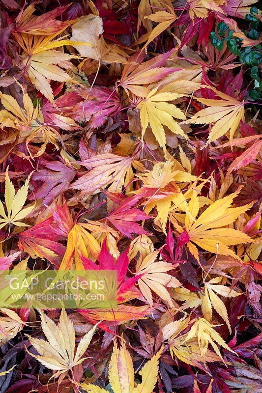 Acer palmatum 'Elegans' -  Fallen Japanese maple 'Elegans' leaves in autumn. 