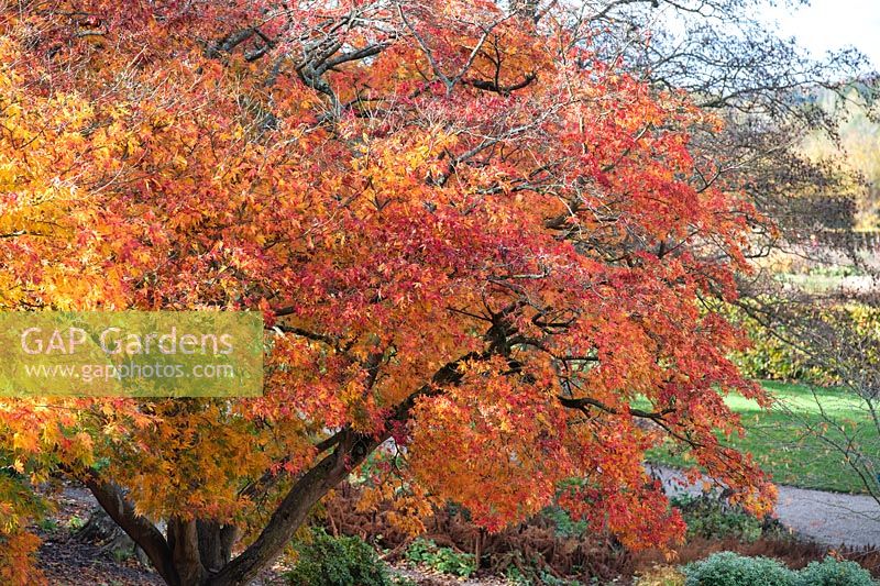Acer palmatum var. heptalobum - Seven lobed Japanese maple tree foliage in autumn. 