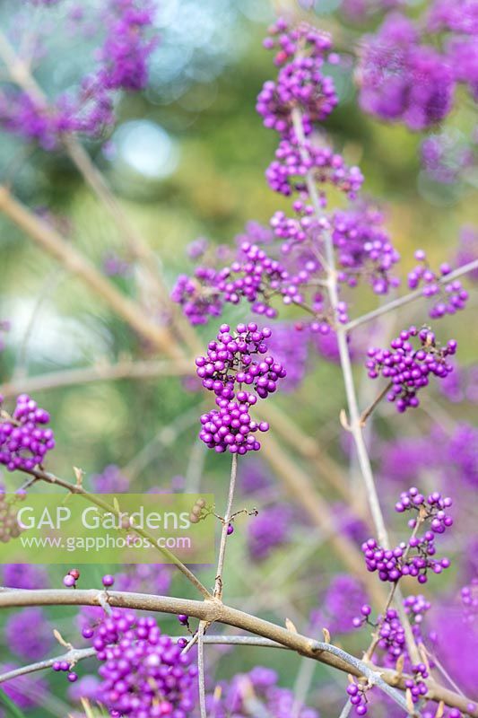 Callicarpa bodinieri 'Imperial Pearl' - Beautyberry 'Imperial Pearl' berries in autumn