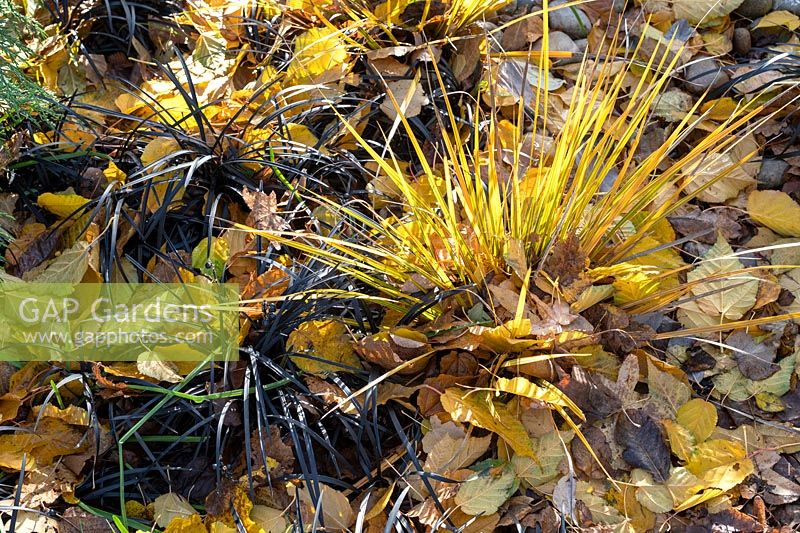 Libertia ixioides 'Goldfinger'and Ophiopogon planiscapus 'Nigrescens' - Chilean Iris 'Goldfinger' and Black lilyturf grass