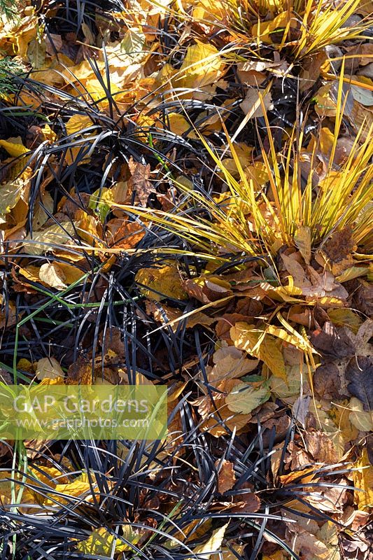 Libertia ixioides 'Goldfinger'and Ophiopogon planiscapus 'Nigrescens' - Chilean Iris 'Goldfinger' and Black lilyturf grass
