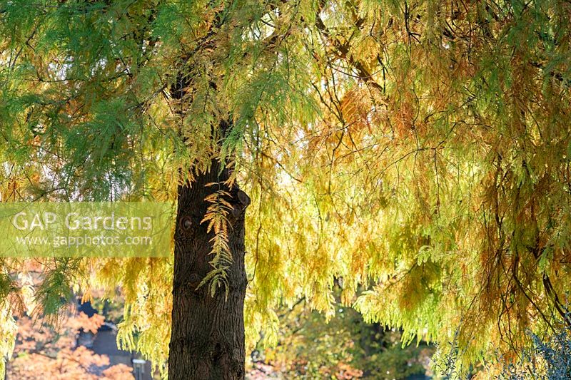 Taxodium distichum 'Wisley Flame' - Swamp Cypress 'Wisley Flame' tree foliage in autumn. 