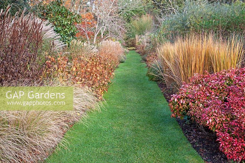 Autumn border with Nandina domestica 'Firepower', Panicum virgatum 'Northwind', Miscanthus , Knoll Gardens, Wimbourne, UK. 
