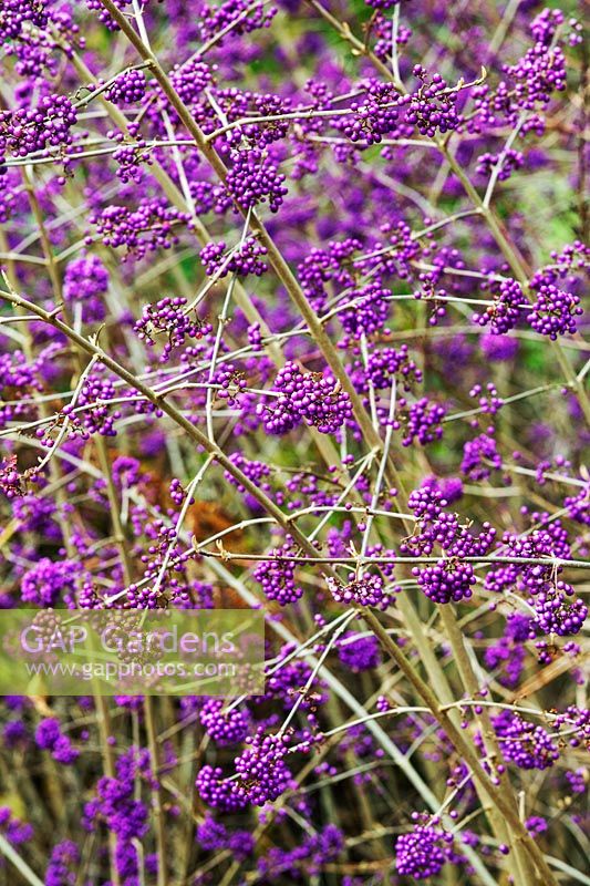 Callicarpa Bodinieri 'Imperial Pearl' - Beautyberry 'Imperial Pearl' 