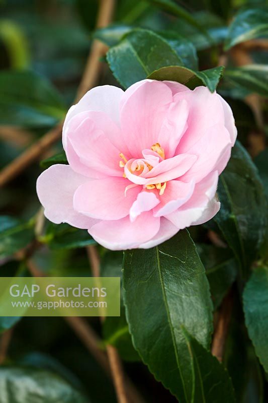 Camellia sasanqua 'Plantation Pink' 