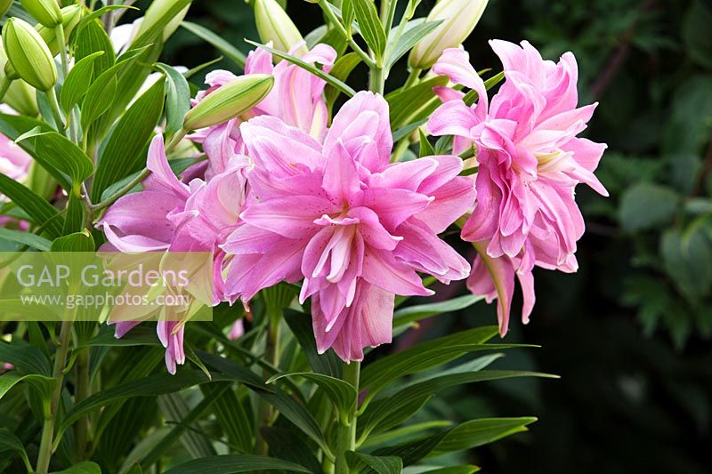 Lilium - Doubly Lily 'Williamette'