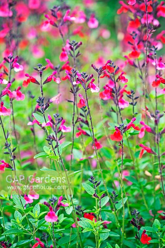 Salvia 'Wine and Roses'