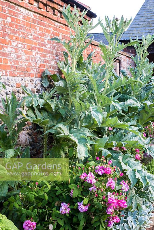 Cardoons and Rosa Gallica versicolor - Rosa Mundi in walled garden