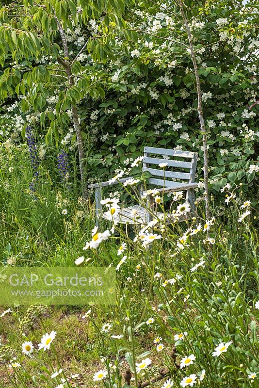 Old seat in border of Leucanthemum vulgare