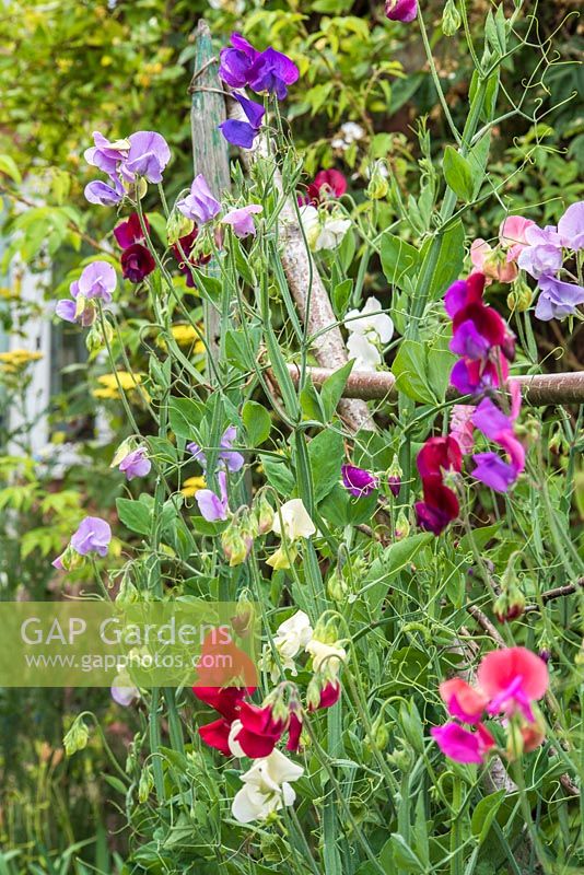 Sweetpeas on rustic support