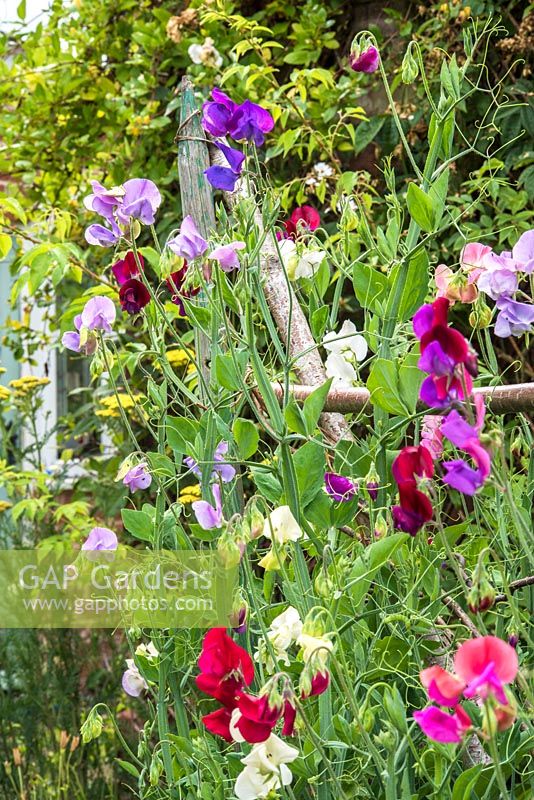 Sweetpeas on rustic support