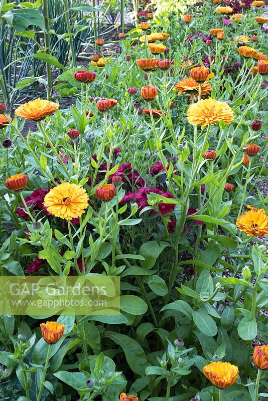 Calendula and dianthus in summer border
