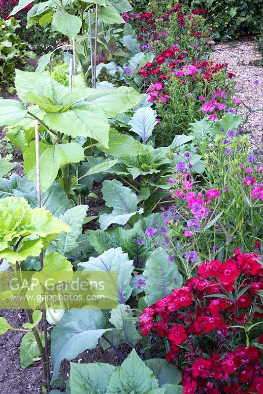Kohlrabi in vegetable bed with flowers - dianthus, verbena and sunflowers