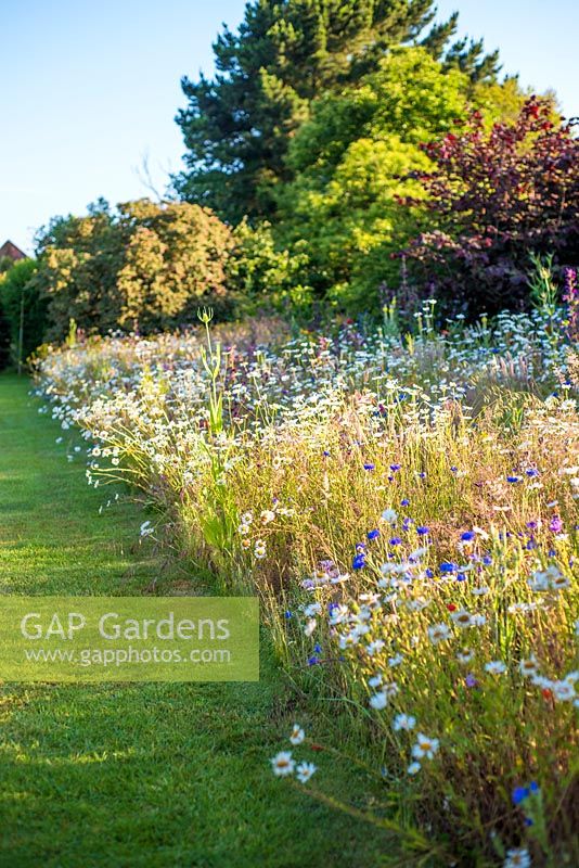 Wild flower meadows and borders