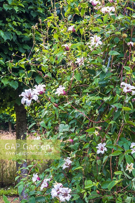 Clematis K... stock photo by Juliette Wade, 1430238