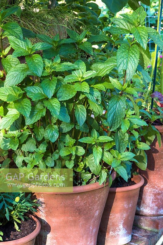 Mentha 'After Eight' in container - mint
