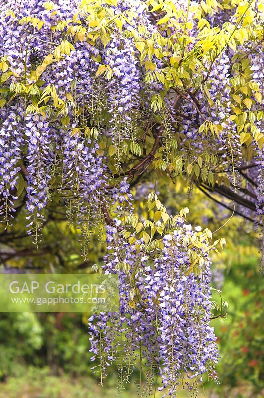 Wisteria Floribunda 'Lavender Lace' 