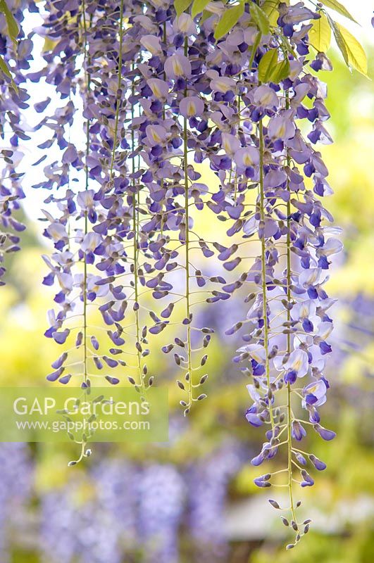 Wisteria Floribunda 'Lavender Lace'