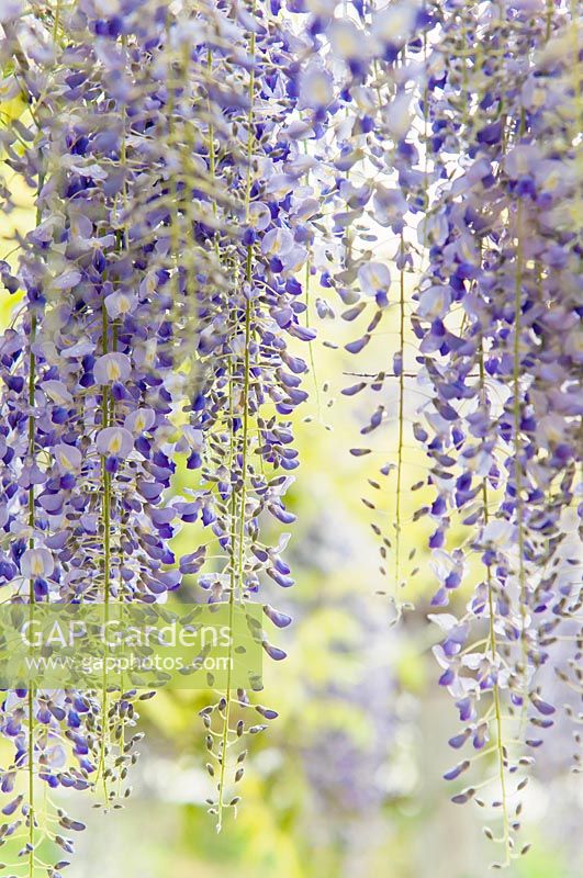 Wisteria Floribunda 'Lavender Lace'