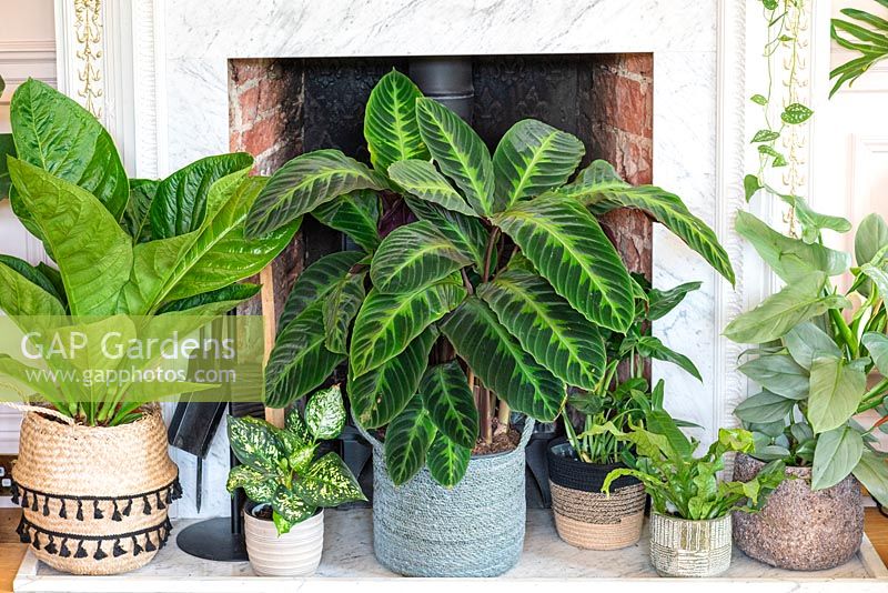 Central in front of a fireplace, Velvet Calathea, Calathea rufibarba, a leafy house plant with beautifully marked leaves. Left: Anthurium ellipticum 'Jungle King', Dieffenbachia compacta. Right: Philodendron 'Green Wonder', crocodile fern, Philodendron hastatum.