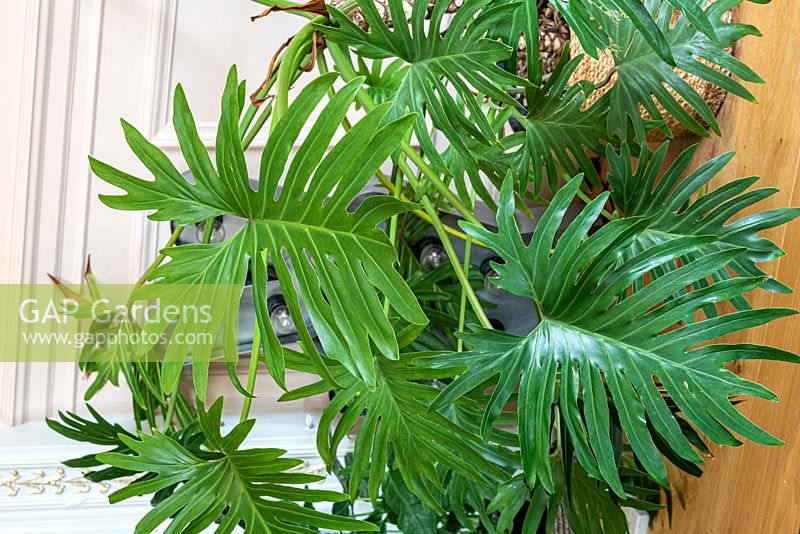 Philodendron Xantal stands tall 
